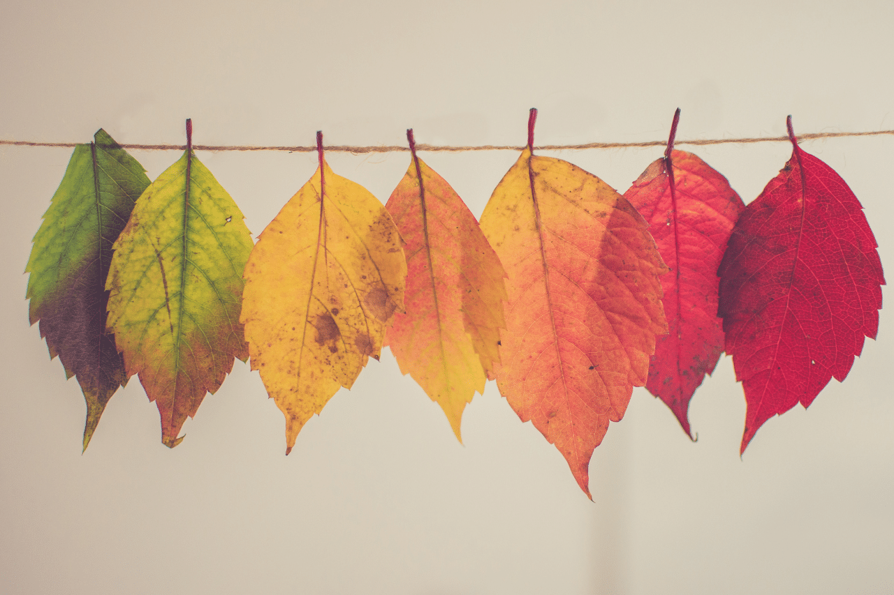 Fotografía de hojas de diferentes colores